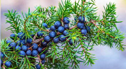 Discover These 8 Health Benefits of Juniper Berries