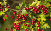 6 Incredible Health Benefits of Hawthorn Berry