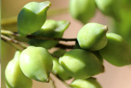 Top 5 Health Benefits of Consuming Kakadu Plum