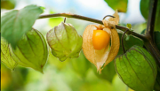 7 Incredible Health Benefits of Golden Berries