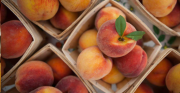 Discover These 8 Health Benefits When You Eat Peaches and Nectarines