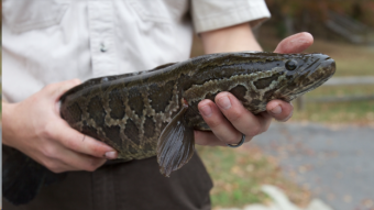 3 Health Benefits of Snakehead Fish for Itching