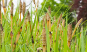 6 Health Benefits of Horsetail Tea for Your Face and Skin