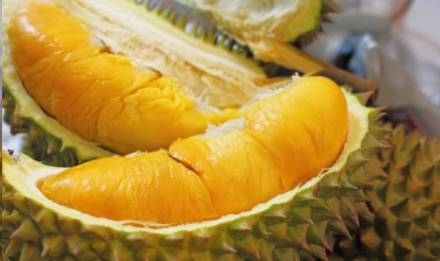 The 8 Benefits of Dutch Durian Seed