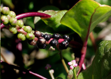 18 Health Benefits of Angkung Seeds