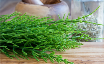 5 Surprising Benefits of Horsetail Tea You Didn’t Know