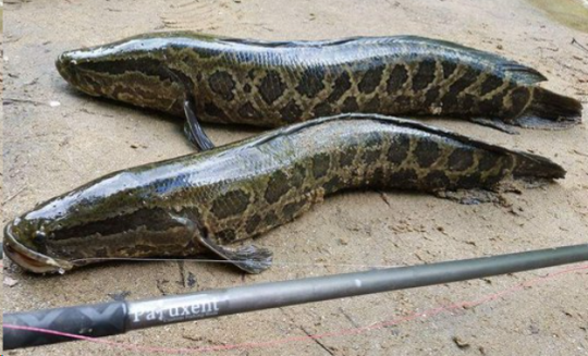 7 Benefits of Snakehead Fish for Children’s Brain Development